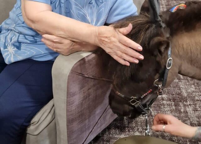 someone petting a pony